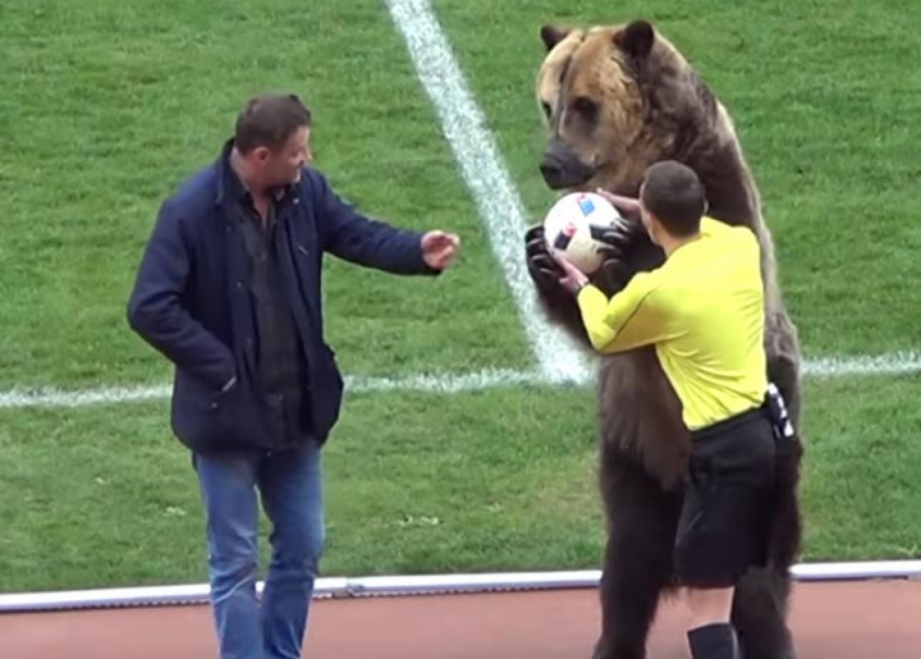 Urso em jogo da Terceira Divisão da Rússia