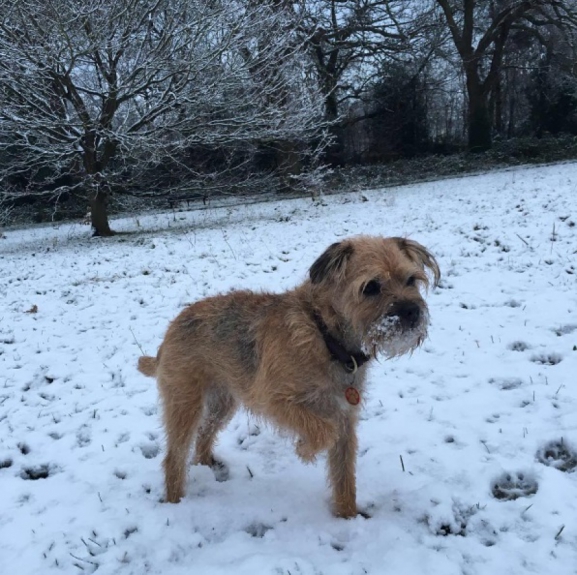 Maggie May - Andy Murray