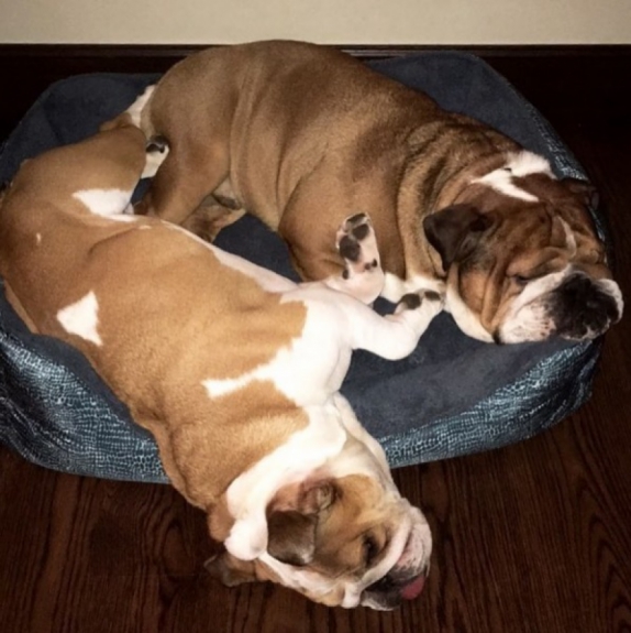 Roscoe e Coco - Lewis Hamilton