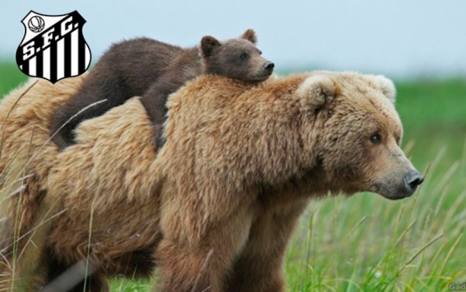 Urso (Santos) - Durante o verão está sempre muito ligado para disputa do Paulistão. No resto do ano costuma ficar hibernando!