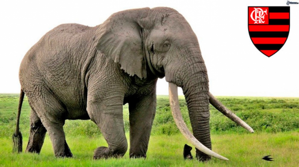 Elefante - Ambos são grandes, populares e têm uma tromba gigante para viver sentindo cheirinho