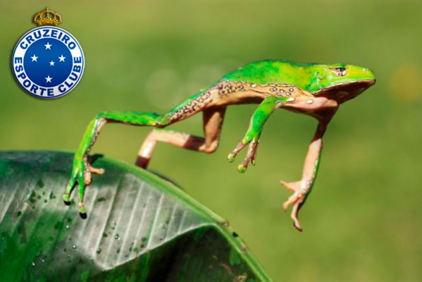 Sapo (Cruzeiro) - Estava quase indo por água abaixo no lago do Brasileirão, mas rapidamente deu um salto lá para cima