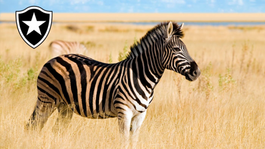 Zebra (Botafogo) - Poucos apostavam que o Botafogo chegaria tão longe na Libertadores, sendo considerado a zebra entre os clubes brasileiros na competição. As cores do clube e do animal mostram que a semelhança é óbvia