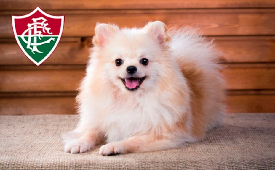 Cachorro de madame (Fluminense) - Tomam lavada duas vezes por semana e vivem em cima do tapete