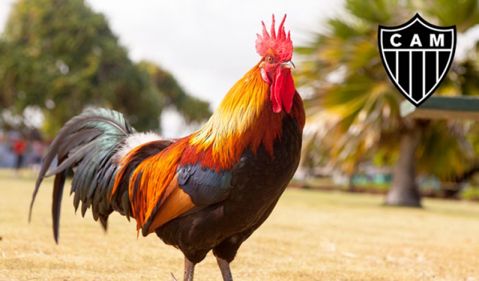 Galo (Atlético-MG) - O mascote do clube tem uma explicação lógica: o galo canta alto, bica, cisca, mas no final acaba virando sopa