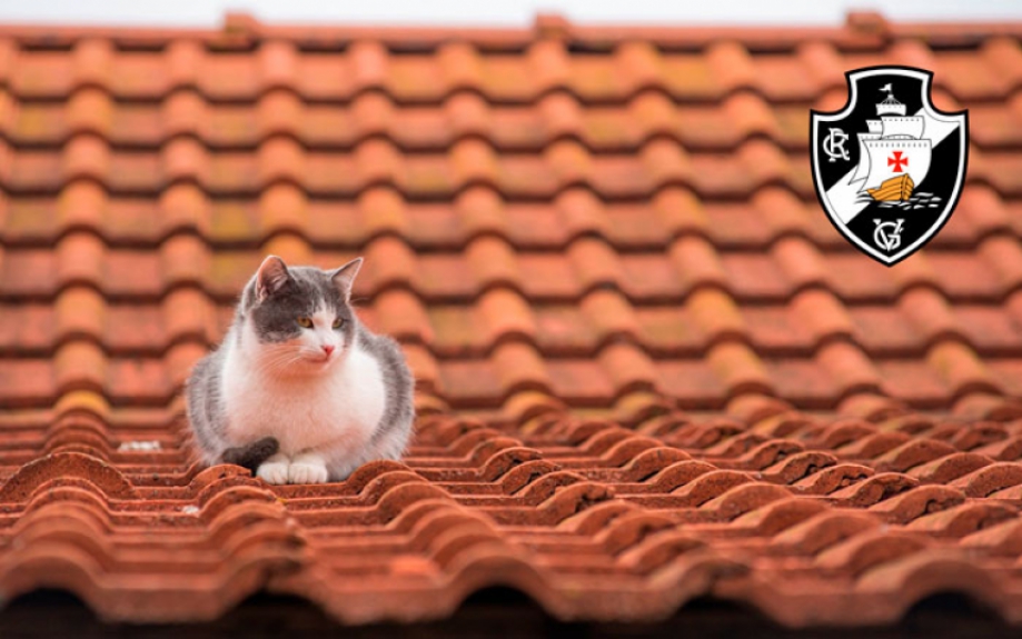 Gato (Vasco) - Vivem subindo e descendo das coisas e têm aversão à água
