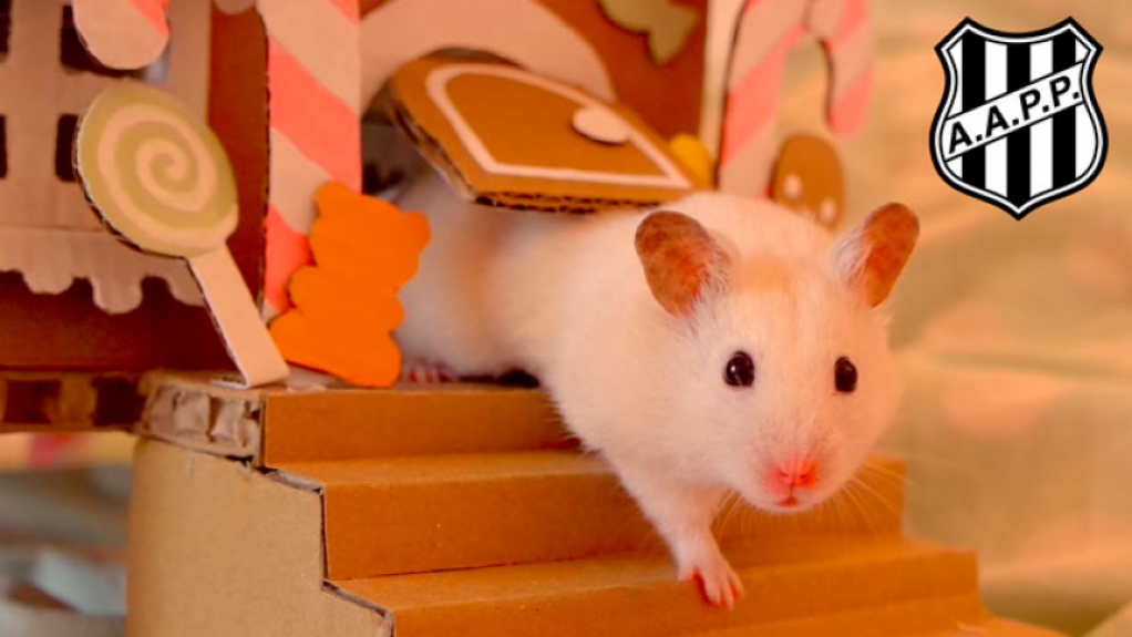 Hamster (Ponte Preta) - Todo ano corre, corre, mas não sai do meio da tabela