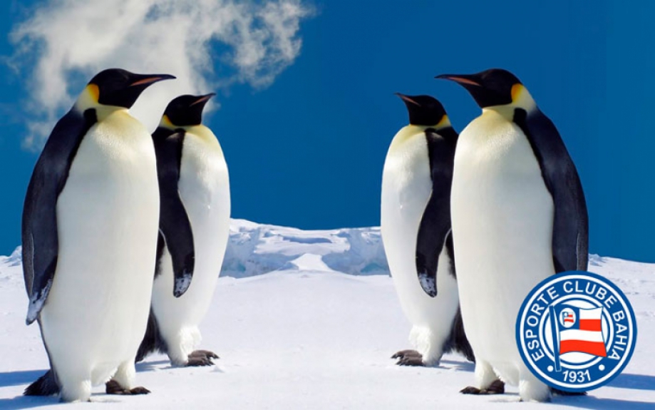 Pinguim (Bahia) - Fora da sua região são presas fáceis para os seus adversários