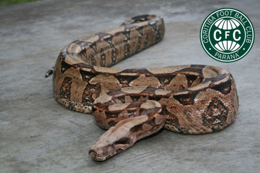 Cobra (Coritiba) - O Coxa até costuma dar uns botes, mas costuma viver rastejando na classificação do Brasileirão