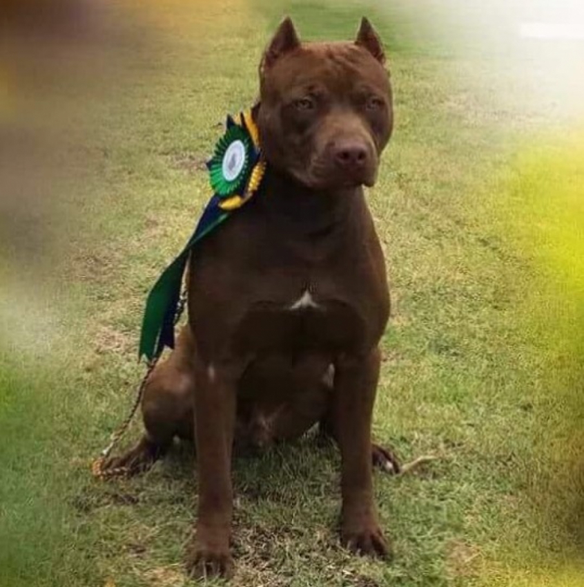 Ousado - Pit Bull do Felipe Melo