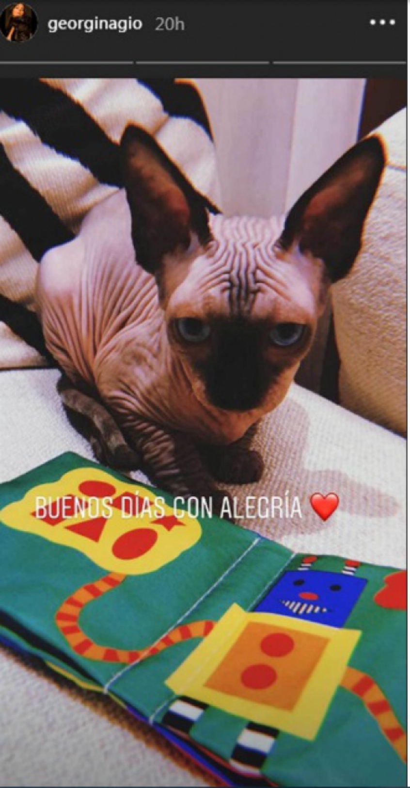 Gato CR7