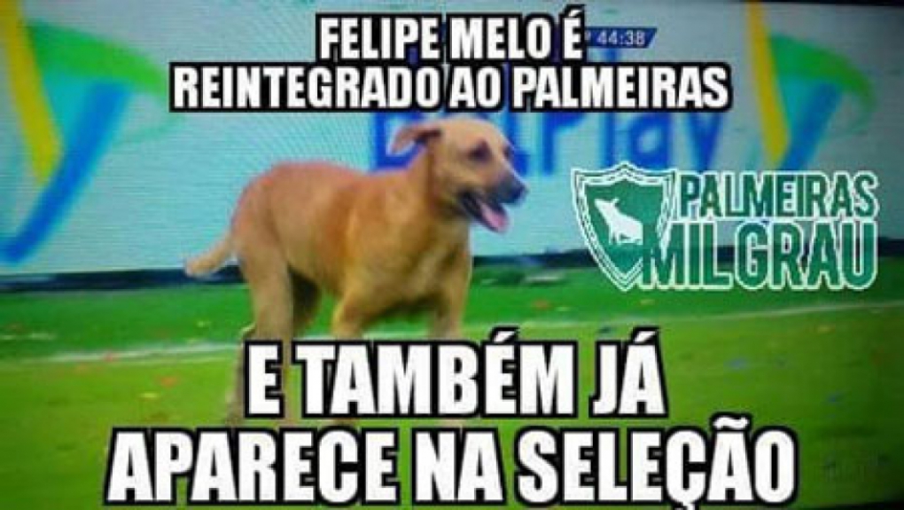 Cachorro invade campo e gera memes na internet