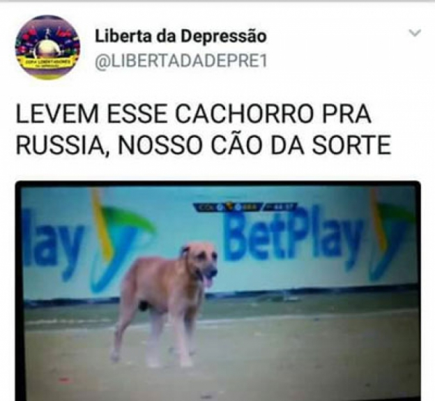 Cachorro invade campo e gera memes na internet