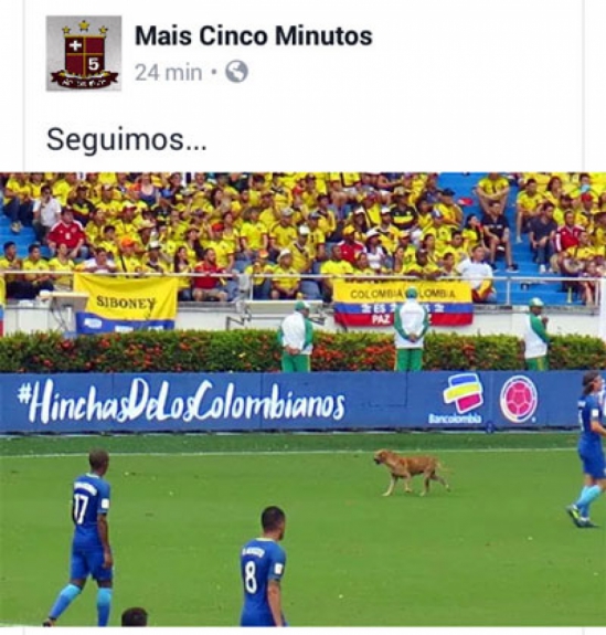Cachorro invade campo e gera memes na internet
