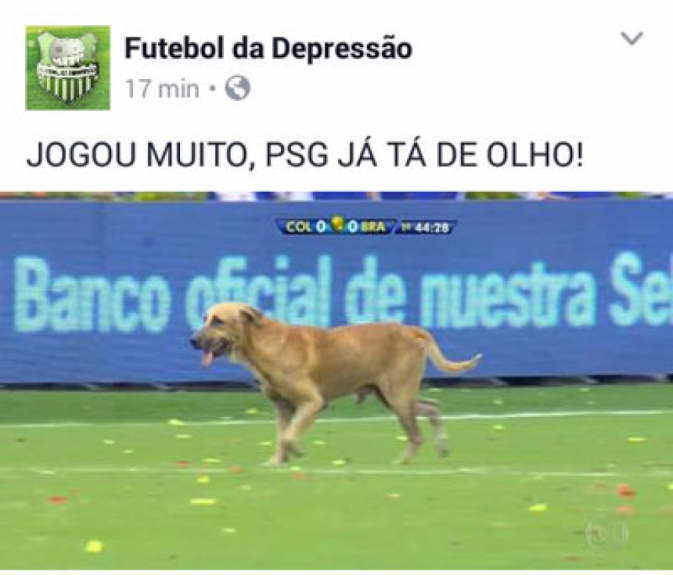Cachorro invade campo e gera memes na internet