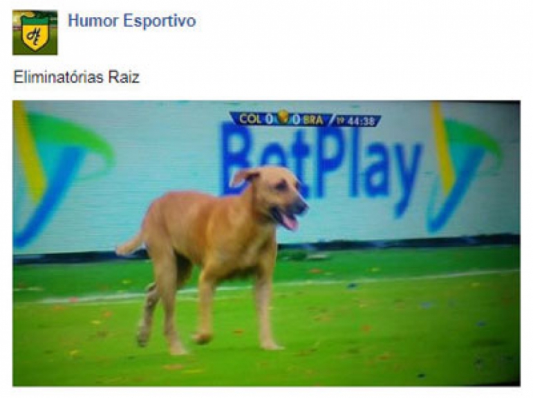 Cachorro invade campo e gera memes na internet
