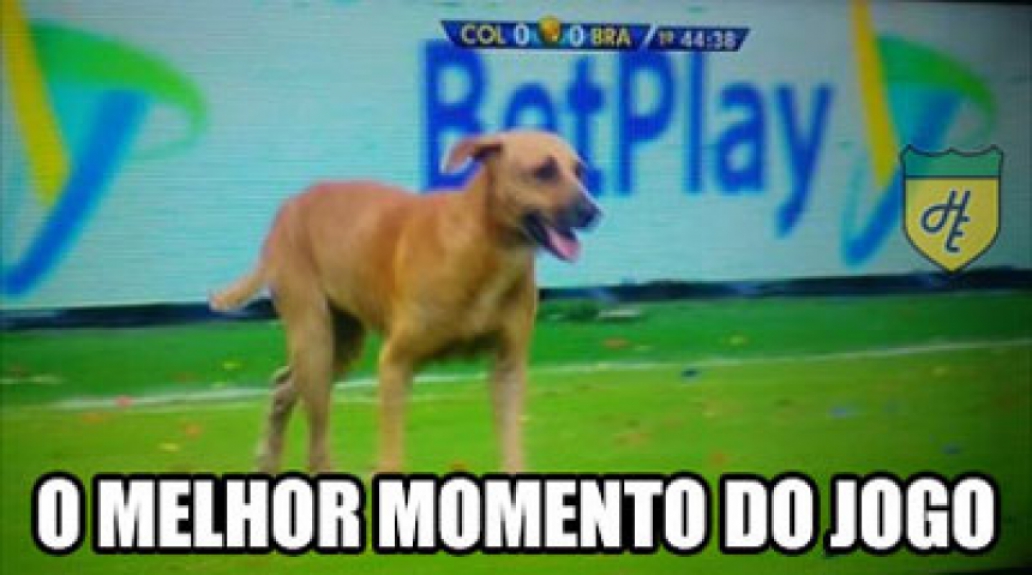 Cachorro invade campo e gera memes na internet