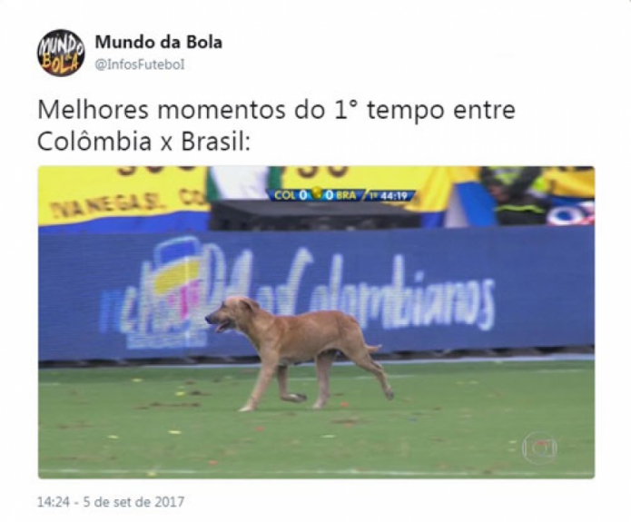 Cachorro invade campo e gera memes na internet