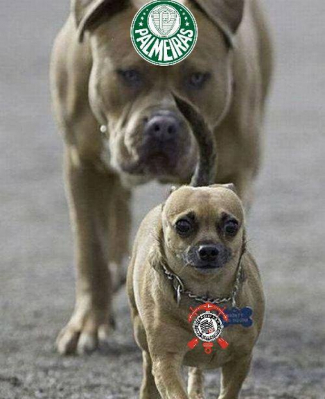 Os melhores memes da vitória do Palmeiras diante da Ponte Preta