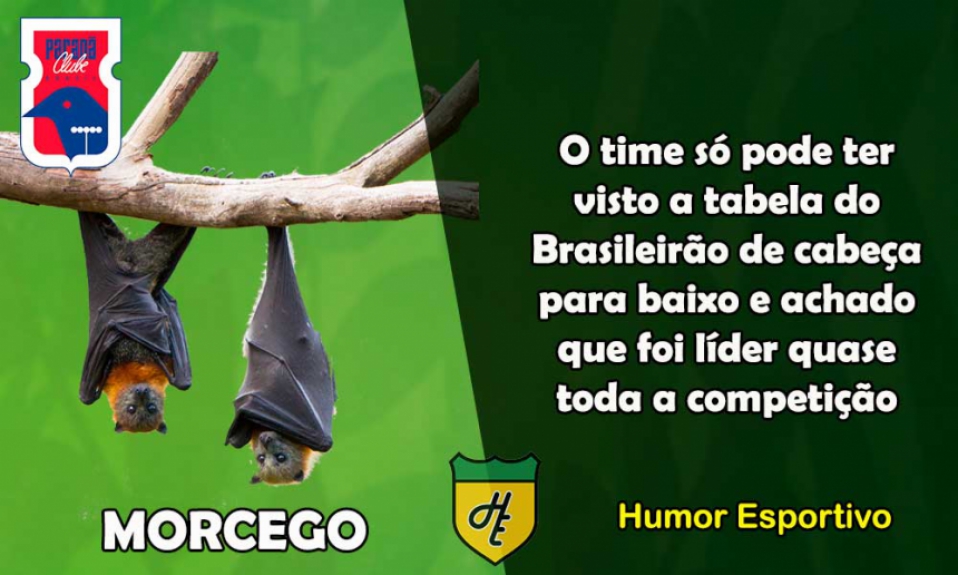 20º) Paraná / Morcego