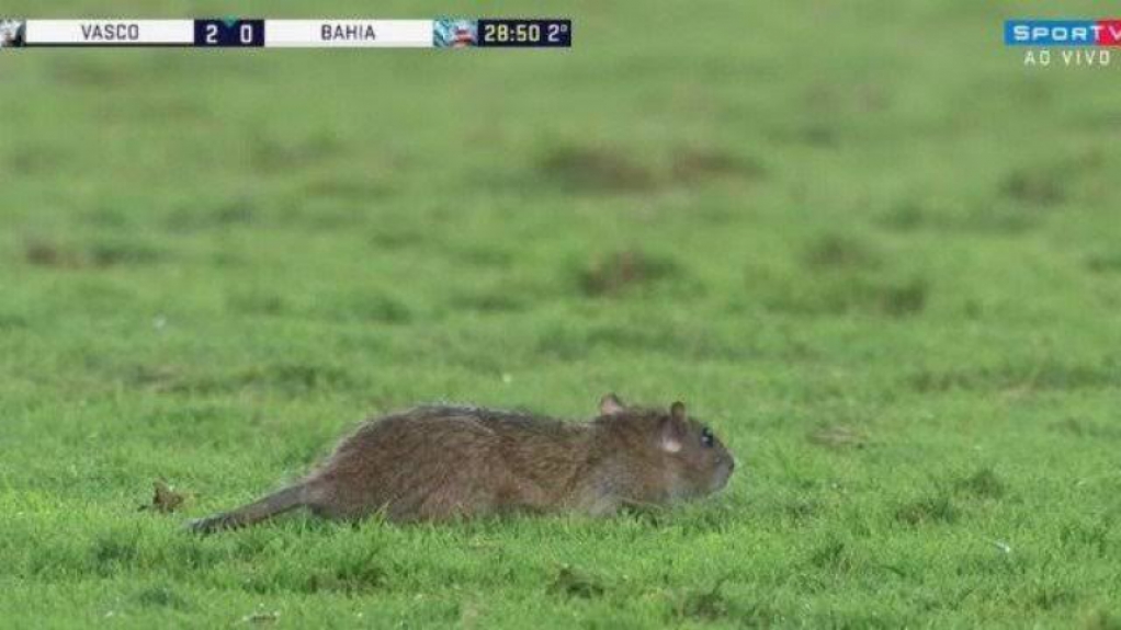 16/07/2018 - Rato invade o campo de São Januário durante partida contra o Bahia