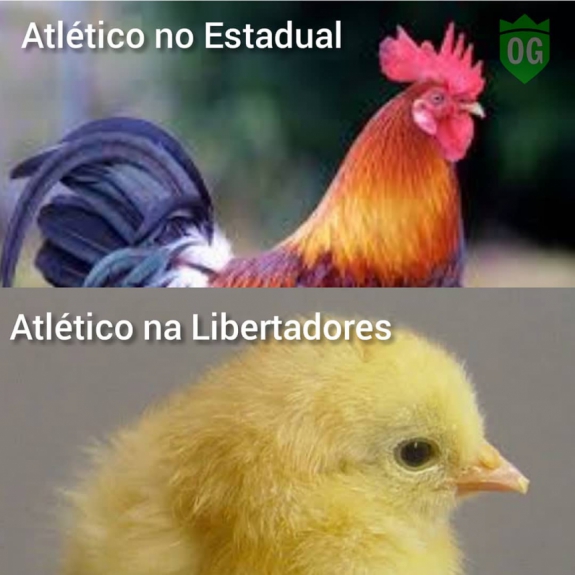A euforia dos torcedores do Cruzeiro após os jogos de quarta pela Libertadores