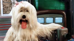 O público infantil voltava suas atenções para o programa "TV Colosso", no qual cães simulavam uma rotina em uma emissora de TV e apresentavam desenhos animados.