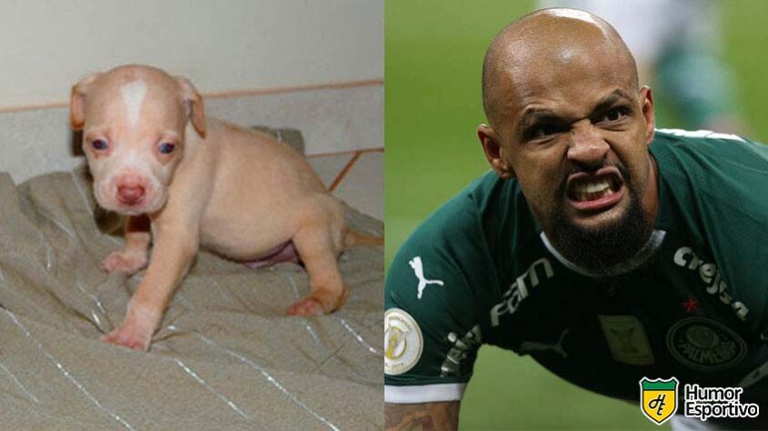 Felipe Melo ainda era um filhote de pitbull.