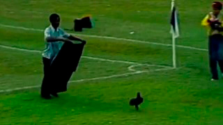1983 - Um urubu roubou a cena no Fla-Flu decisivo. Solto no campo, o animal interrompeu o jogo e proporcionou cenas engraçadíssimas. Além de desfilar em meio aos astros dos dois times, driblou os funcionários da Suderj que tentavam pegá-lo (um deles se estabacou no campo). Quatro jogadores tricolores cercaram e colocaram o urubu no cesto. O Fluminense venceu por 1 a 0 o jogo e levou o título.