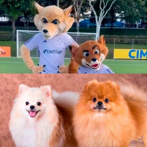 Patrulha Canina, Lulu da Pomerânia e Batoré: novos mascotes do Cruzeiro viram meme nas redes sociais.