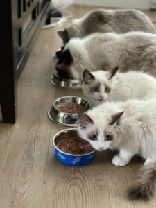 alimentação de gatos