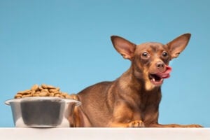 cachorrinho comendo ração