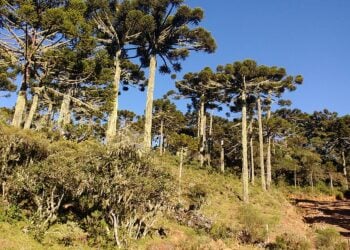 A cidade mais fria do Brasil guarda um fenômeno natural único no mundo