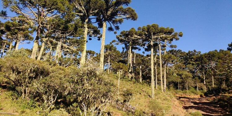 A cidade mais fria do Brasil guarda um fenômeno natural único no mundo