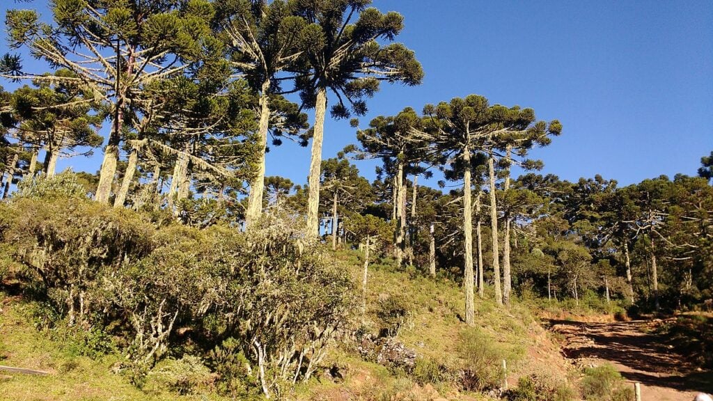 Cidade brasileira tem fenômeno natural único na Terra