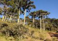 Urupema - Fonte: Wikimedia