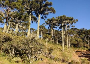 Urupema - Fonte: Wikimedia