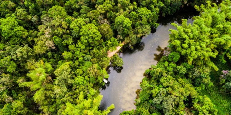 Cidades escondidas na floresta há 2.500 anos desafiam tudo o que sabíamos