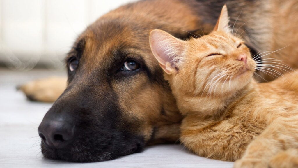 A tecnologia que pode finalmente traduzir o que os animais sentem