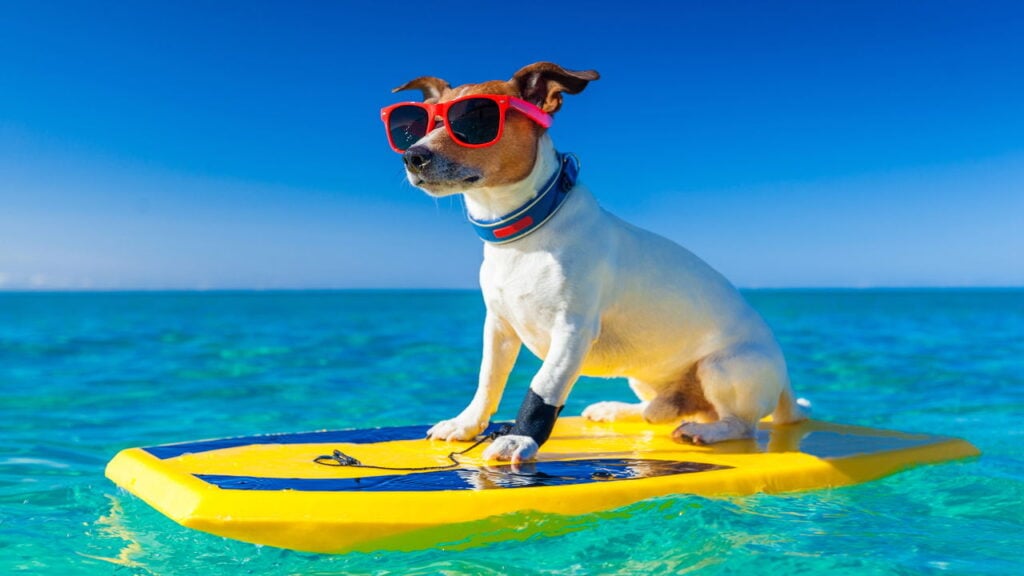 Como o surfwear evoluiu de funcional a ícone da moda global