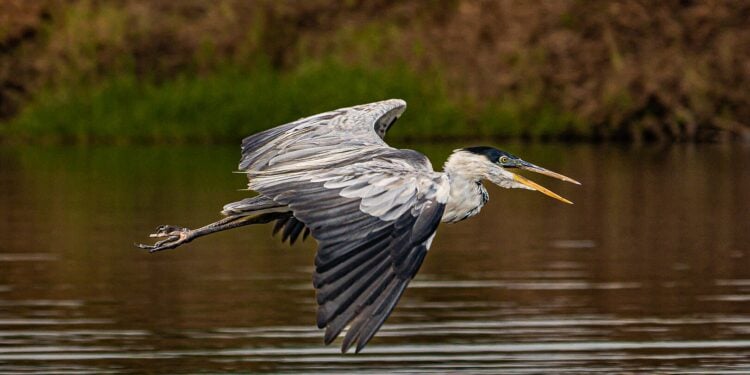 Parque brasileiro oferece arvorismo, canoagem e trilhas em três biomas únicos