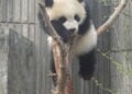 Como explorar o melhor de Chengdu entre um jogo e outro