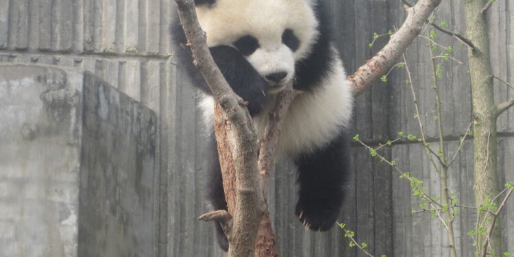 Como explorar o melhor de Chengdu entre um jogo e outro