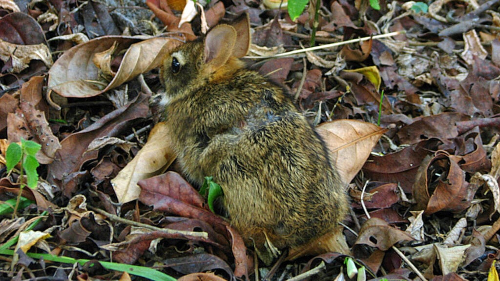 Coelho raro perdido há 120 anos é redescoberto vivo nas montanhas do México