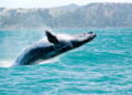 A "refeição" de uma baleia garantiu o título de Fotógrafo de Oceanos do Ano