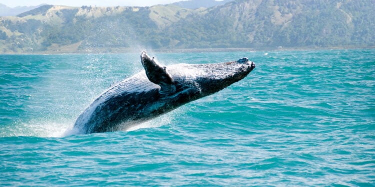 A "refeição" de uma baleia garantiu o título de Fotógrafo de Oceanos do Ano