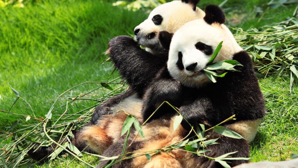 Como aproveitar os Jogos Mundiais em Chengdu sem falar mandarim