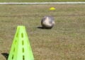 Como coletes, cones e placas evoluíram e impactam o treino tático