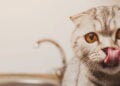 Gato de Schrödinger fica vivo e morto por 23 minutos e cientistas ficam chocados com o resultado