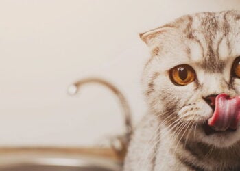 Gato de Schrödinger fica vivo e morto por 23 minutos e cientistas ficam chocados com o resultado